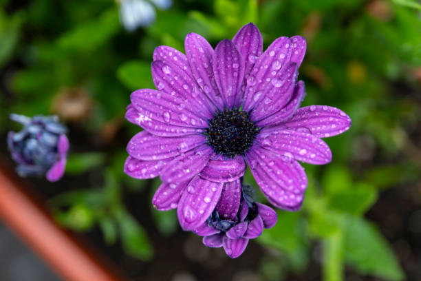 A lighted garland with solar lamps hung on the balustrade of the balcony. Mood light. African daisy in a balcony pot. Evening