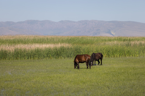 A horse grazing in the meadow.\nLocation : Kayseri - Turkey