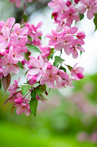 Decorative apple tree branches with pink flowers. Spring blossom tree