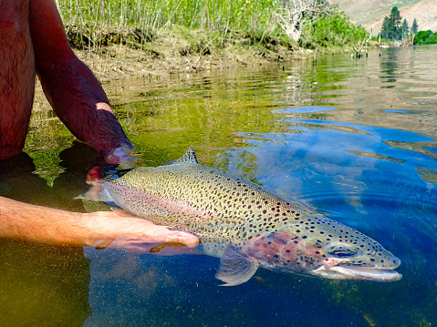 Fly fishing for rainbow trout in Idaho