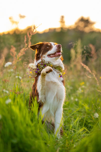istock Dog in flowers 1507646581