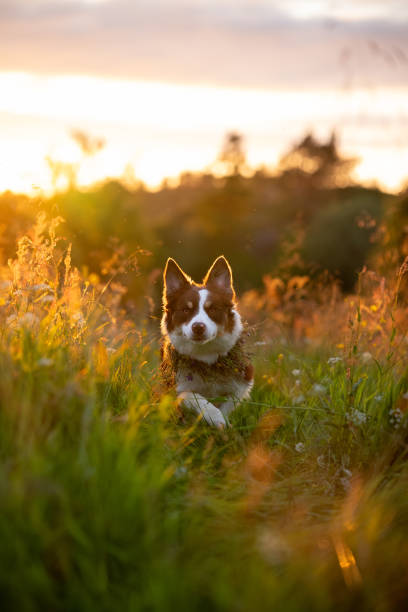 Dog with flower crown in a field of colors