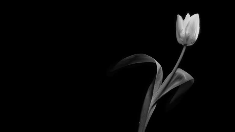 Black an white tulip reveal on black background