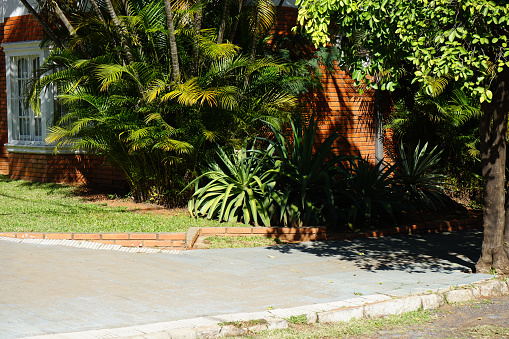 Palm tree, tropical trees, bushes and plants in front of a brick house. Road, sidewalk. Latin America. Sunny day.