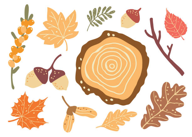 Cut down tree, fall berries and  forest leaves. Autumn mood clipart Cut down tree, fall berries and  forest leaves. Autumn mood clipart. Set of vector illustrations. autumn orange maple leaf tree stock illustrations