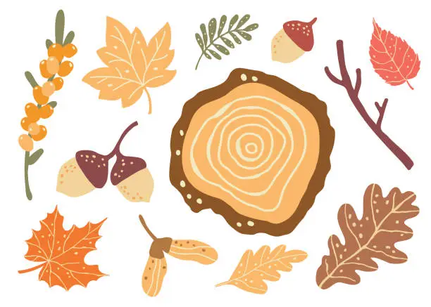 Vector illustration of Cut down tree, fall berries and  forest leaves. Autumn mood clipart