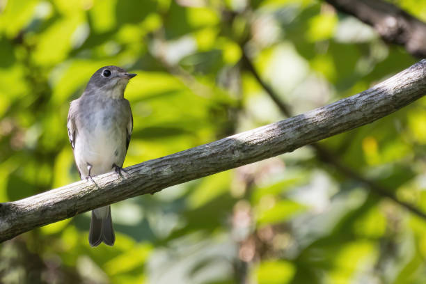istock Asian brown flycatcher on a branch of tree. 1507675771