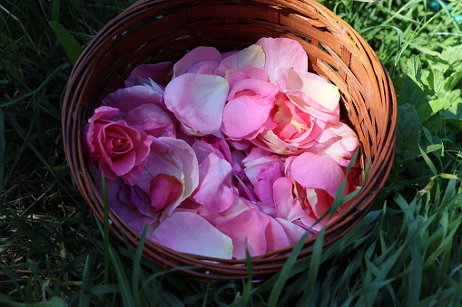 pink rose petals in a basket, top view
