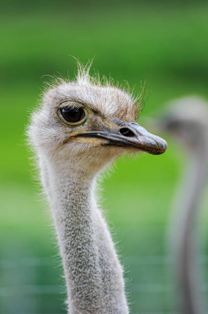 istock Close-up Head Shot of Captive Ostrich 1507699787