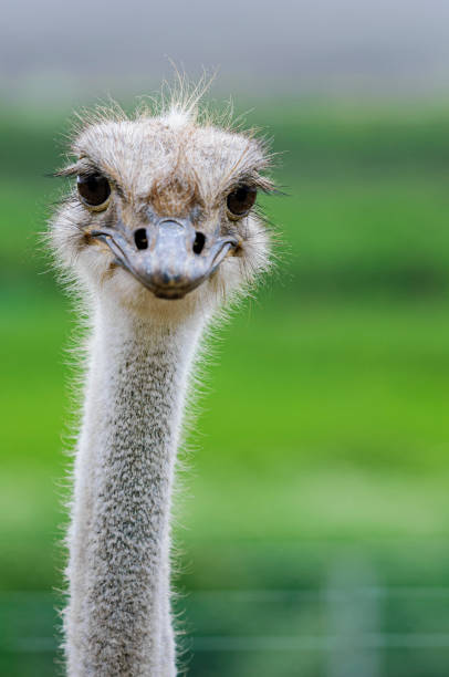 istock Close-up Head Shot of Captive Ostrich 1507699788