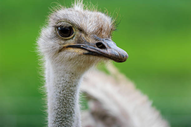 istock Close-up Head Shot of Captive Ostrich 1507699789