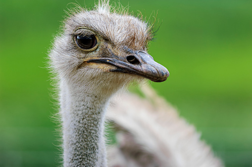 Close-up head shot of captive ostrich (Struthio camelus).\n\nTaken in Watsonville, California, USA