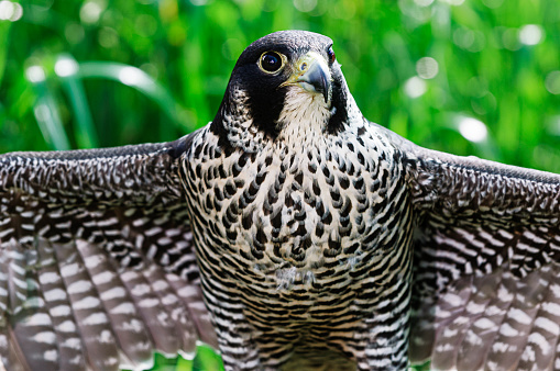 Close-up of captive Peregrine Falcon (Falco peregrinus).\n\nTaken in the Watsonville, California, USA.
