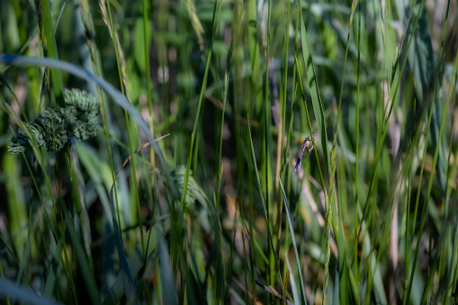 Typha herbaceous plant. Green reeds in the swamp