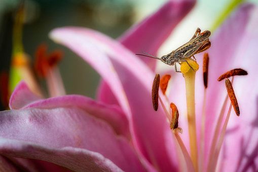 Grasshopper an a Japanese lily