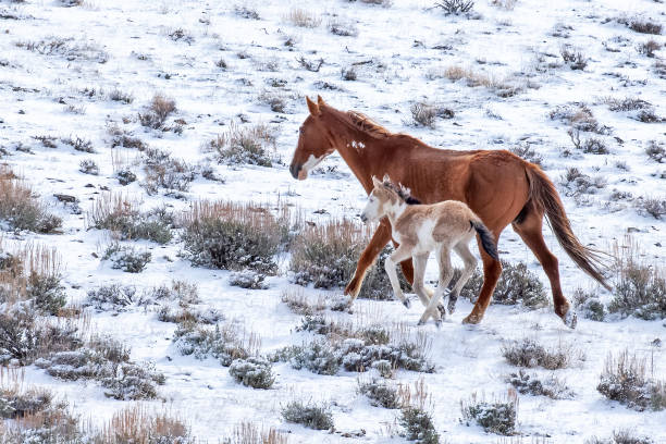 istock Mustang Mare with Foal in Snow 1507717805