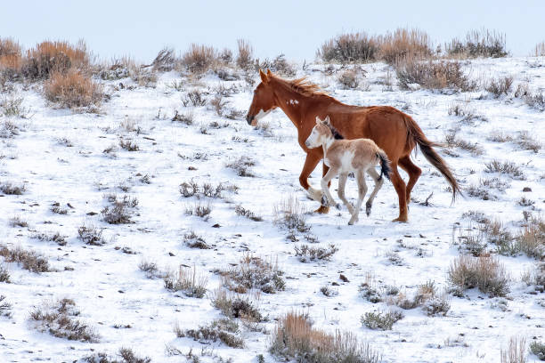 istock Mustang Mare with Foal in Snow 1507717807
