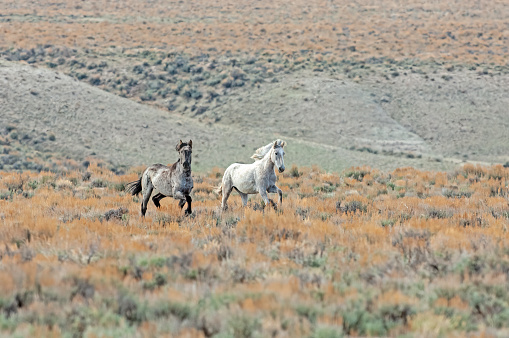 Two wild mustangs running across a meadow in the high desert of northern Colorado