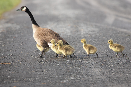 Cute photo of a Canada goose family crossing a gravel road.