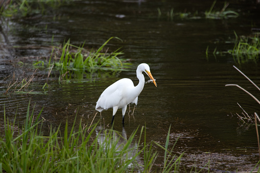 Photograph of an egret holding a small fish in it's beak.