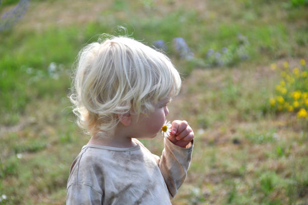 portrait of a blond little boy holding daisy flower stock photo