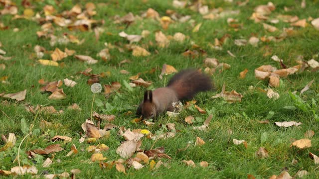 Squirrel placing a walnut into her mouth and running off
