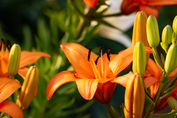 istock Orange tiger lily in bloom 1507749731