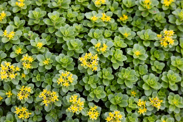 istock Yellow flowers and green leaves 1507750793