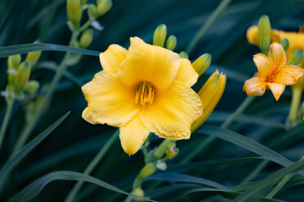 istock Yellow blossom among thick grass 1507754460