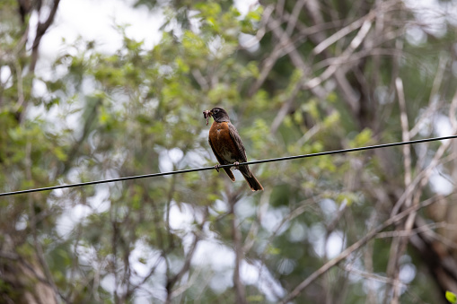 Robin resting on a power line with works in its beak