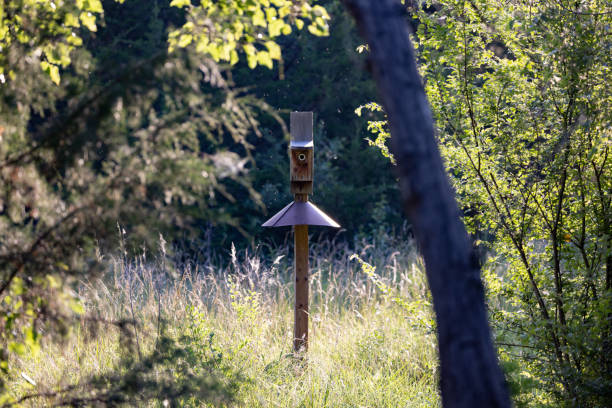 istock Bird house in a field 1507762340