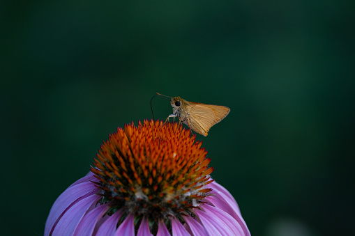 Pollinating moth resting on top of a pink echinacea flower
