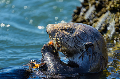 Close-up of wild sea otter (Enhydra lutris) eating shellfish while on it's back.\n\nTaken in Moss Landing, California, USA.