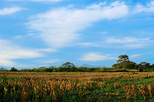 Early morning El Salvador landscape, with harvested corn field in foreground.

Taken in El Salvador, Central America