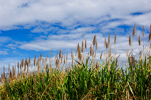 Low angle view of sugar cane plants with clouds and sky in the background.\n\nTaken in El Salvador, Central America