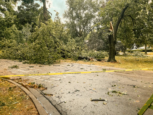 悪天候と竜巻の後、大きな木が通りを塞ぐ - uprooted ストックフォトと画像