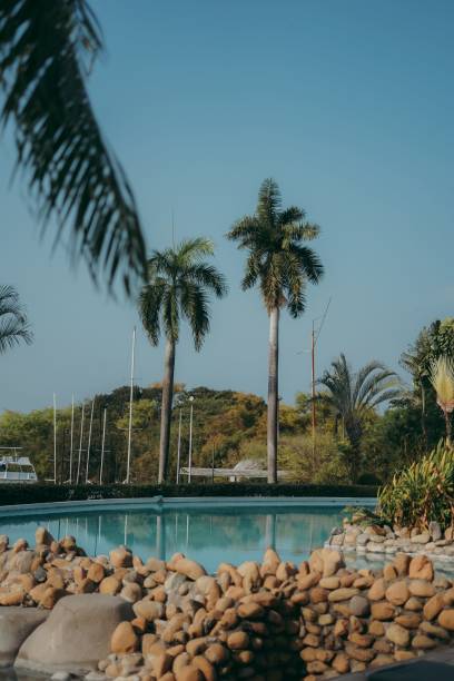 istock Vibrant palm tree stands tall against a backdrop of rocks and a sparkling pool 1507777326