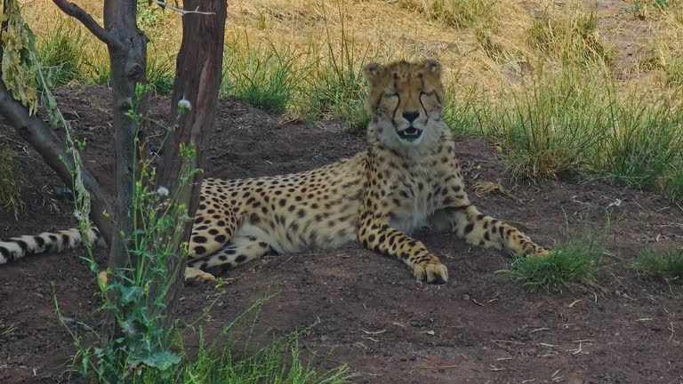 cheetah resting