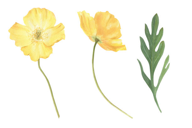 istock Set of summer flowers hand drawn in watercolor. 1507780963