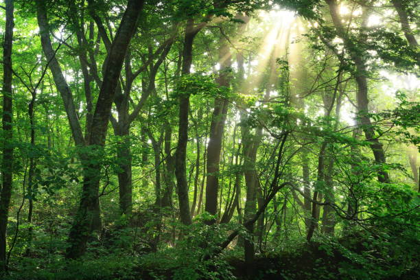 森に輝く光
