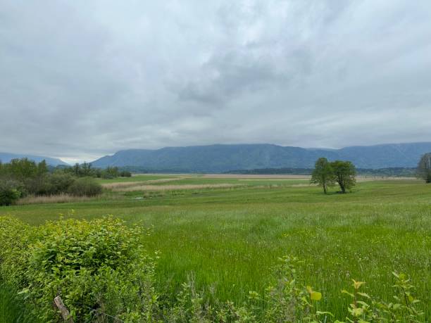 istock Murnauer Moos, Moor in Murnau am Staffelsee, Bavaria, Germany 1507788593