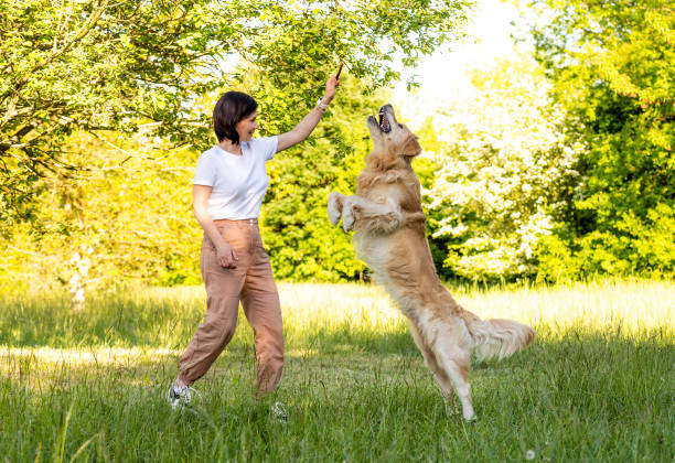 istock Girl training golden retriever dog 1507796777