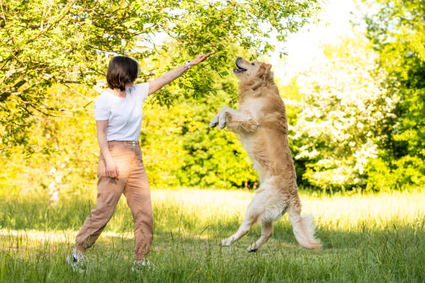 istock Girl training golden retriever dog 1507797016