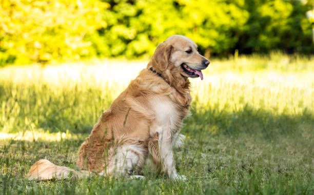 istock Beautiful Golden retriever dog 1507797017