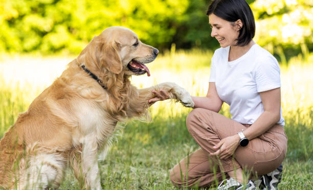 istock Girl training golden retriever dog 1507797064