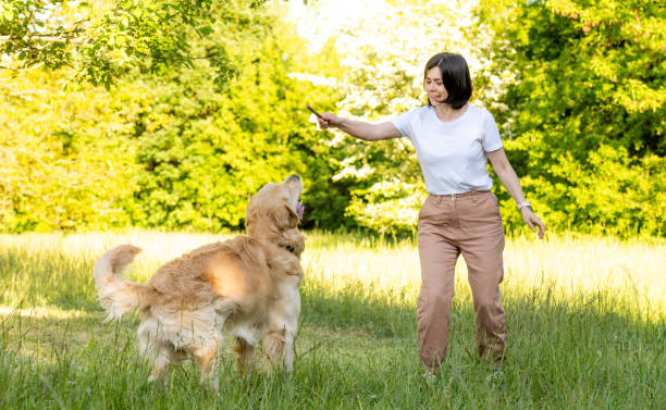 istock Girl training golden retriever dog 1507797068