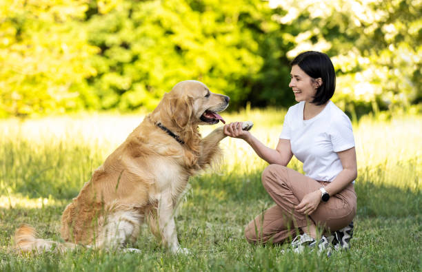 istock Girl training golden retriever dog 1507797073