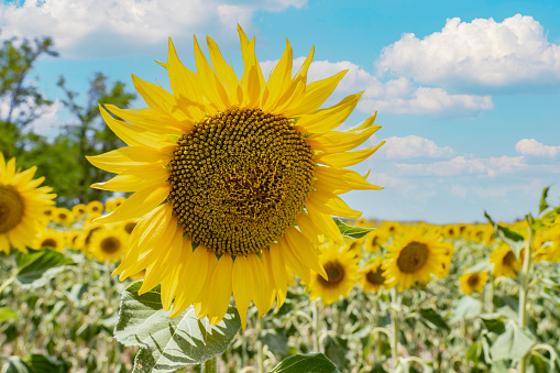 Landscape of a beautiful sunflower field.