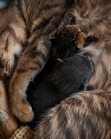 A mother cat lovingly nursing her two newborn kittens, cuddled side-by-side