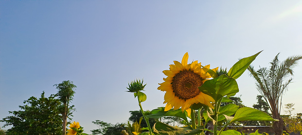 Sunflower against a beautiful blue sky